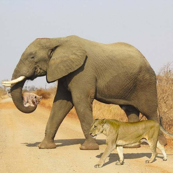 elephant walking beside lion while holding cub under trunk