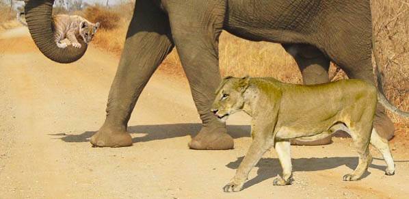 elephant walking beside lion while holding cub under trunk