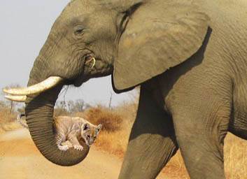 elephant walking beside lion while holding cub under trunk