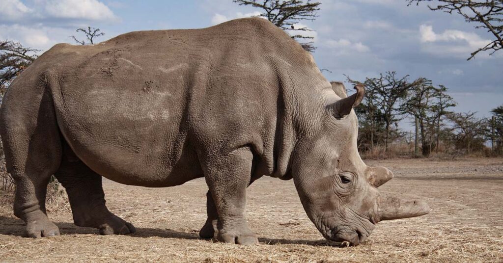 Northern White rhino extinct