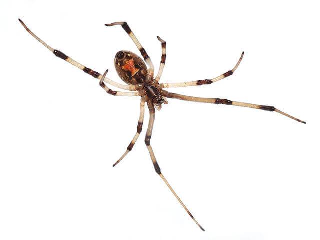 640px-Brown_widow_spider_Latrodectus_geometricus_underside