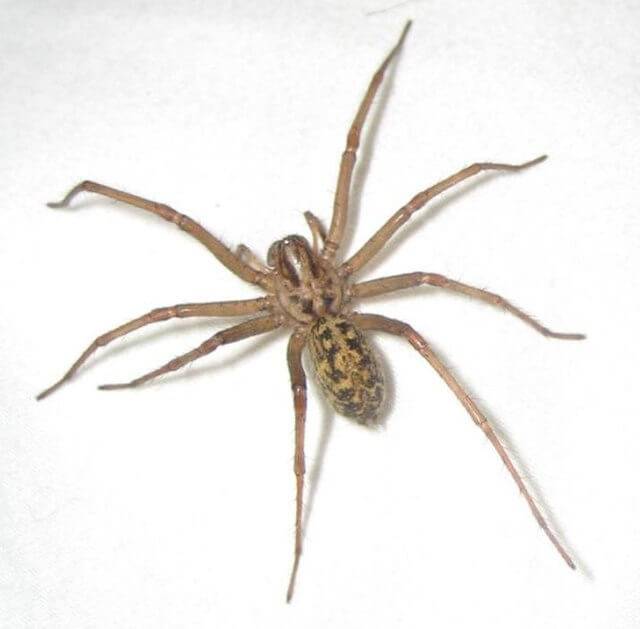 Hobo spider2