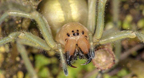 Yellow Sac Spider3